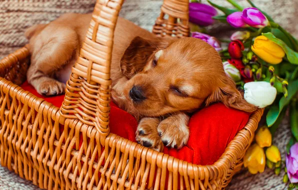 Flowers, sleep, dog, bouquet, red, sleeping, puppy, lies