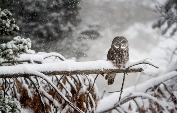 Picture winter, forest, snow, owl, bird
