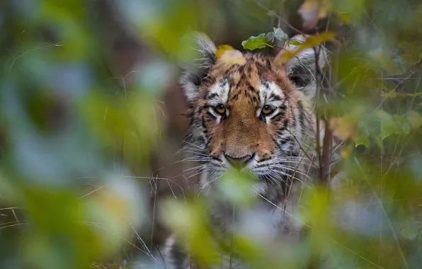 Picture tiger, face, tiger