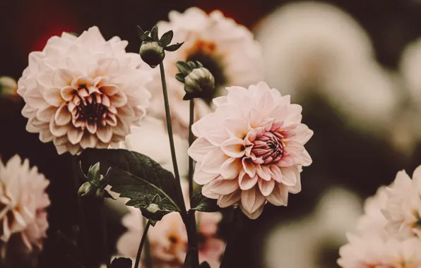Flowers, pink, blur, dahlias