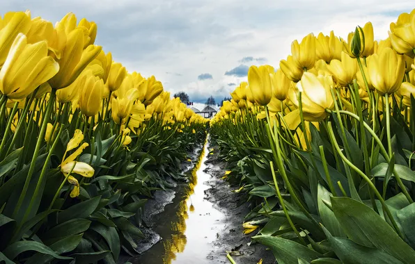 Field, the sky, leaves, water, clouds, flowers, spring, dal