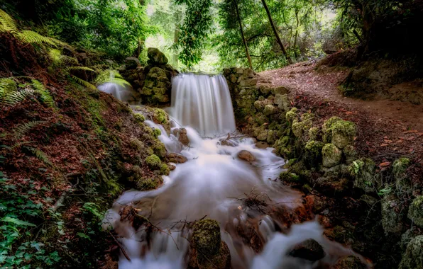 Picture autumn, forest, thickets, vegetation, foliage, waterfall, stream