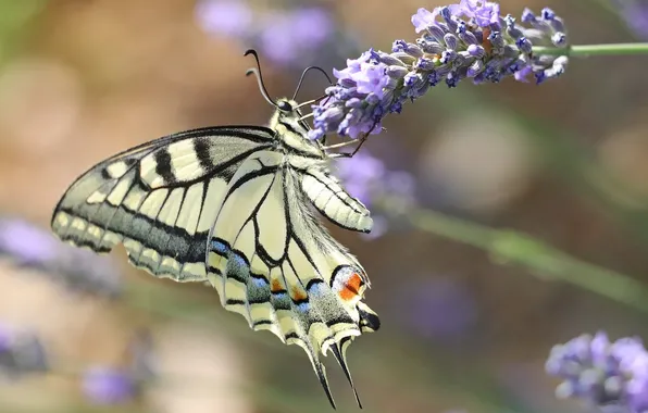 Flower, macro, butterfly, wings, beautiful, closeup