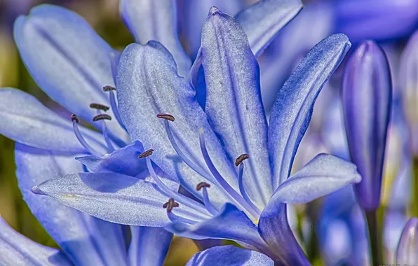 Flowers, nature, plant, petals, stamens