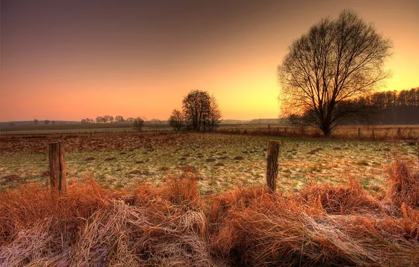 Picture field, grass, tree, dry