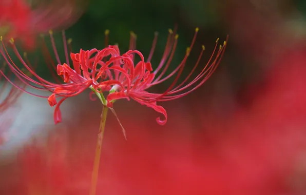 Picture flower, macro, red, radiata, Lycoris