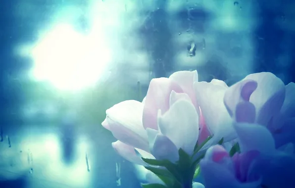 Picture light, rain, Macro, window, flower, rain, window, geranium