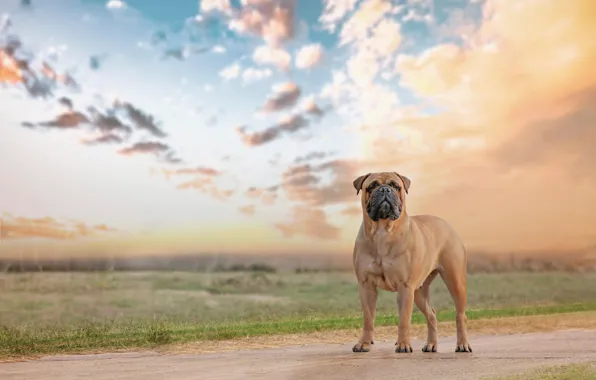 Look, each, dog, Bullmastiff