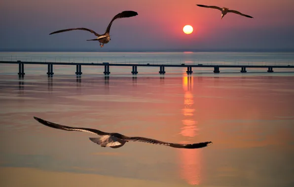 Sea, flight, sunset, bridge, seagulls