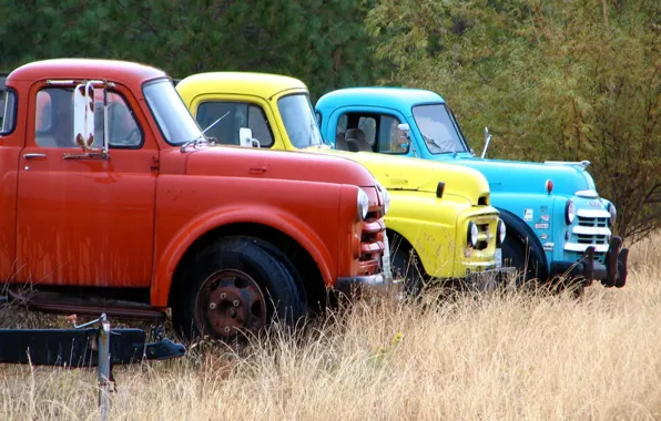 Field, trucks, in a row, pickups