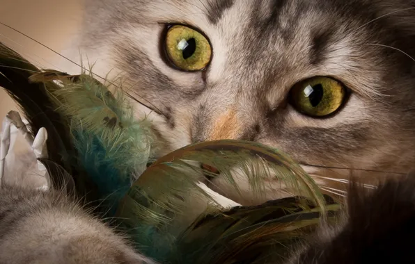 Cat, eyes, look, feathers, muzzle, kitty