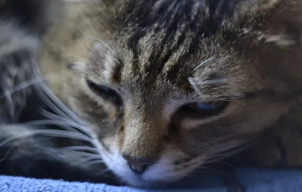 Eyes, blue, Cat, sleeping