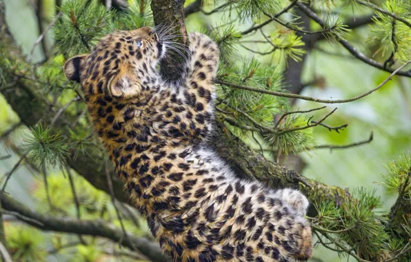 Picture cat, branches, leopard, cub, kitty, pine, Amur, ©Tambako The Jaguar