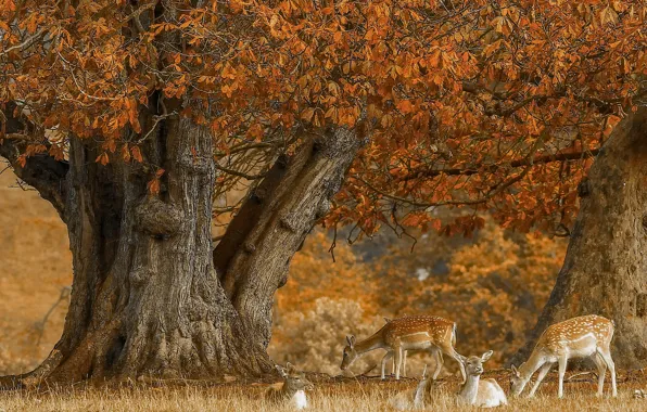 Autumn, tree, deer