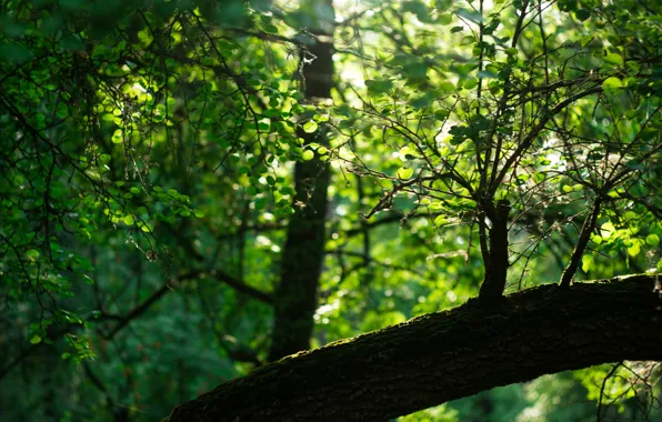 Picture grass, leaves, light, trees, nature, beauty, Helios