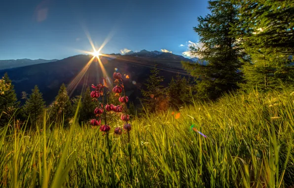 Greens, forest, summer, the sky, grass, trees, flowers, mountains