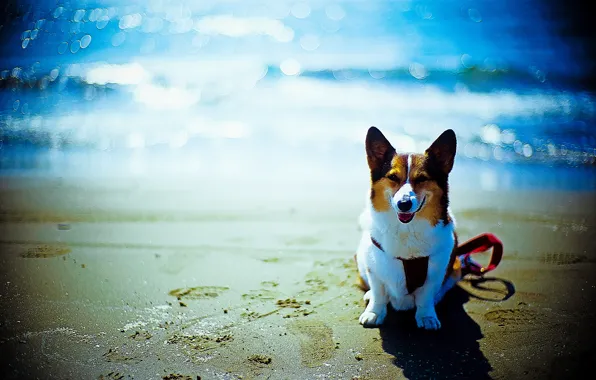 Beach, each, the ocean, dog, bokeh