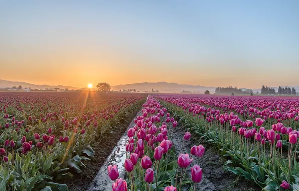 Field, the sky, water, the sun, flowers, mountains, dawn, spring