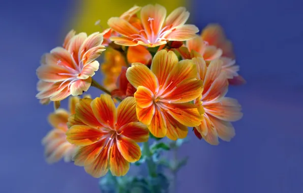 Flowers, petals, inflorescence, Leviziya