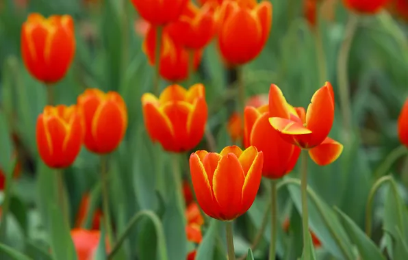 Leaves, flowers, bright, spring, petals, garden, tulips, red