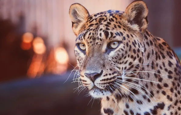 Picture look, face, lights, background, portrait, leopard, wild cat, bokeh