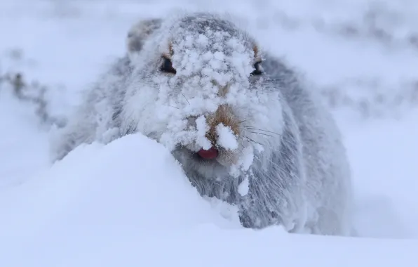 Picture winter, snow, hare, Hare