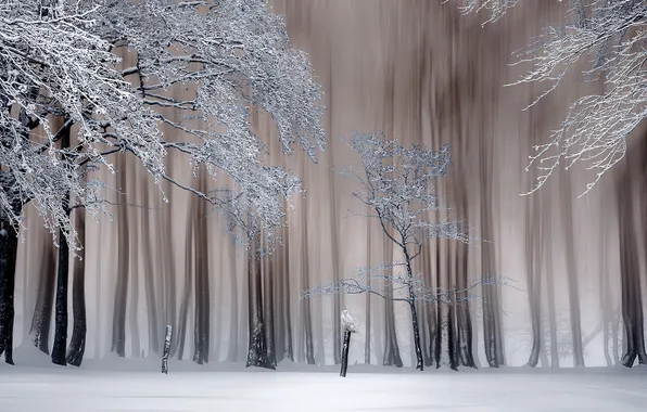 Winter, frost, forest, snow, trees, branches, nature, owl