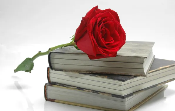 Flower, rose, books, petals, red