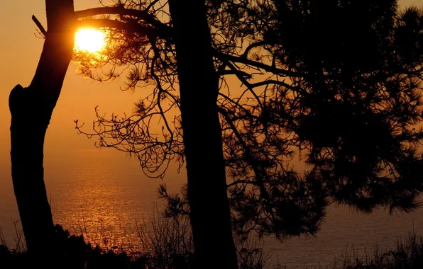 Sea, the sky, water, the sun, light, trees, sunset, nature