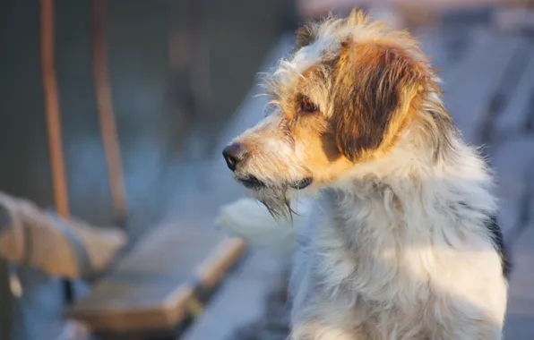 Look, each, dog