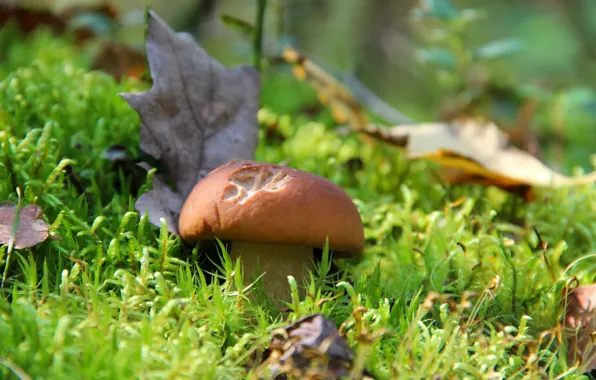 Autumn, forest, nature, mushrooms, mushroom, beauty, white mushroom, quiet hunting