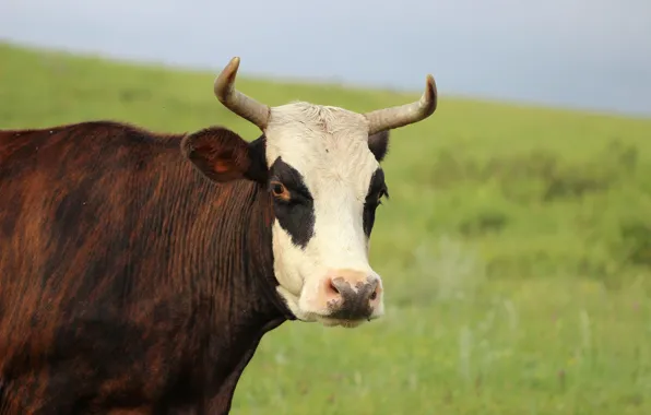 Face, background, cows
