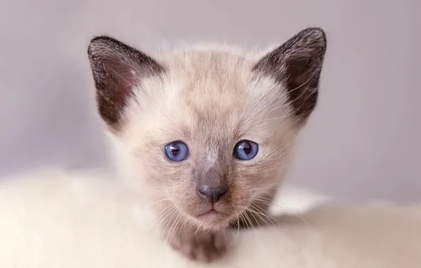 Cat, look, pose, kitty, blue eyes, grey background, face, Siamese