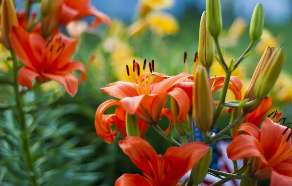 Summer, flowers, nature, Lily, beauty, plants, stamens, pistils