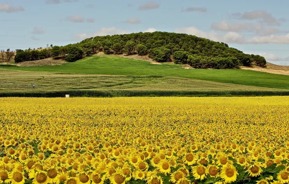 Picture field, forest, sunflowers, hill