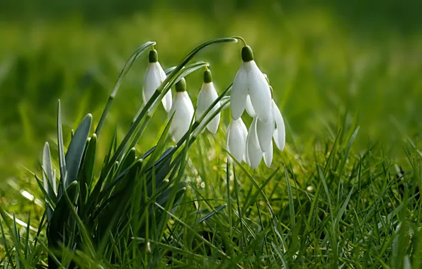 Flowers, light, grass, white, glade, bokeh, greens, spring