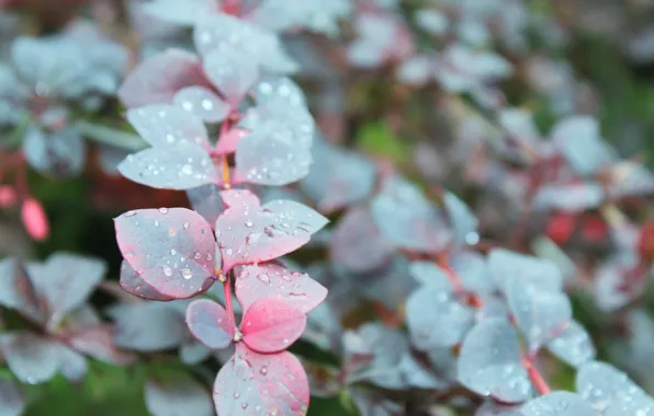 Purple, leaves, water, drops, overcast, branch, barberry