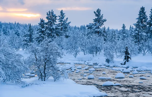 Winter, snow, trees, landscape, river, tree, forest, river