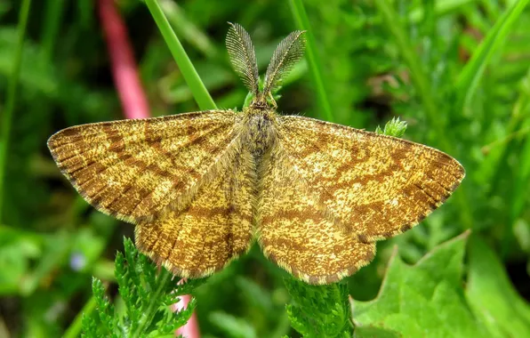 Leaves, microsemi, wings, Butterfly, insect, beautiful, closeup