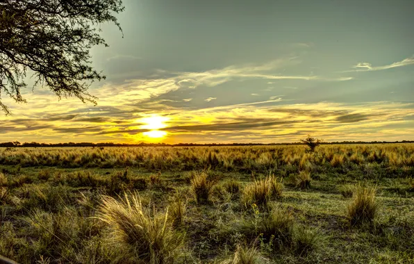 Picture field, the sky, grass, dawn, horizon, Argentina