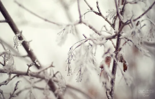 Winter, snow, branches, blue, foliage, Quiet