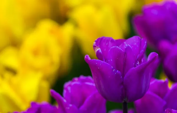 Picture tulips, buds, bokeh