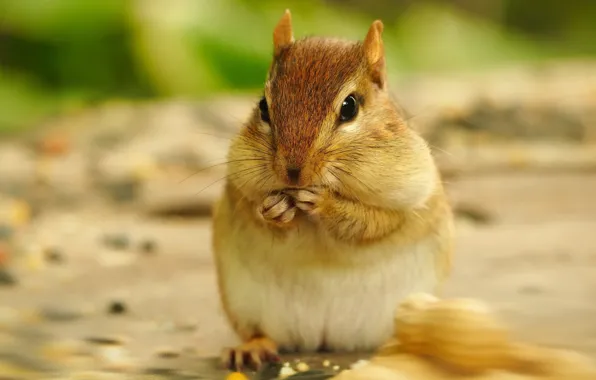 Walnut, Chipmunk, nuts, face, cheeks, meal