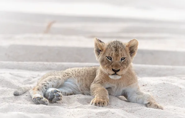 Sand, look, pose, Leo, baby, lies, face, light background