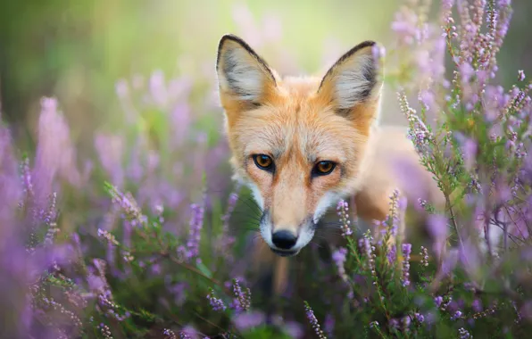 Eyes, look, face, flowers, green, background, glade, portrait