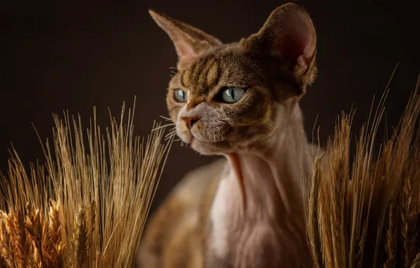 Picture cat, cat, look, portrait, muzzle, Sphinx, ears, Julia Zubkova