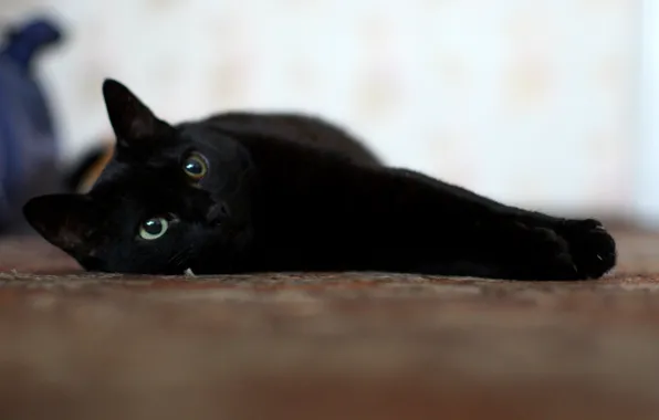 Picture cat, eyes, mustache, black, bliss