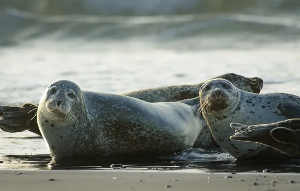 Picture sea, beach, look, pose, shore, two, seal, pair