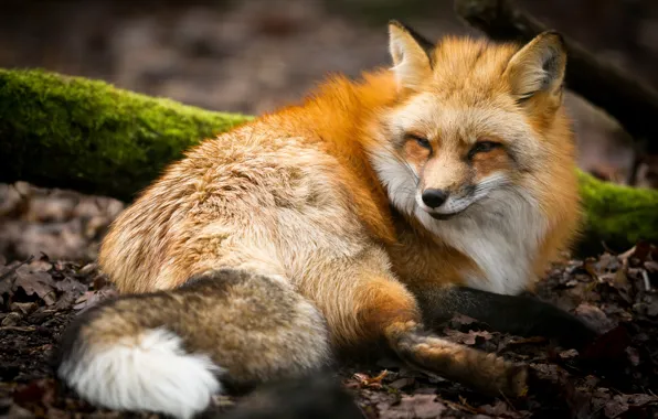 Face, nature, moss, Fox, lies, red, Fox