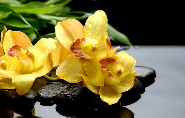 Drops, macro, reflection, stones, yellow, orchids, black, orchids